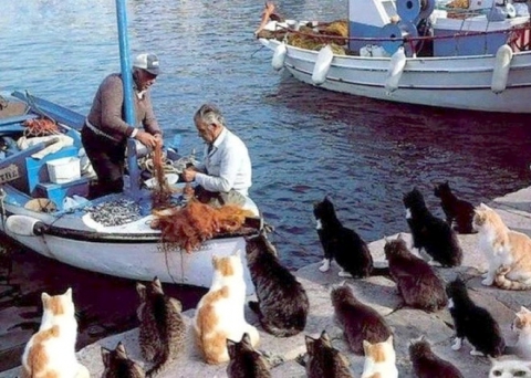 Остров кошек2.jpg