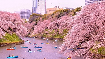 Classic Japan. Sakura