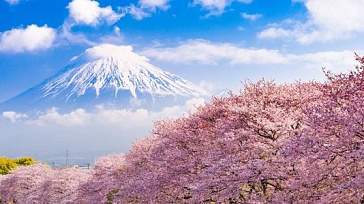 Best of Japan. Sakura